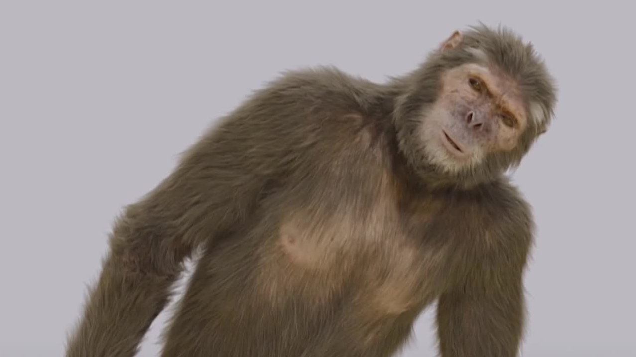 作为地球上最早的"人类",始祖地猿在440万年前就已经开始了"一夫一妻